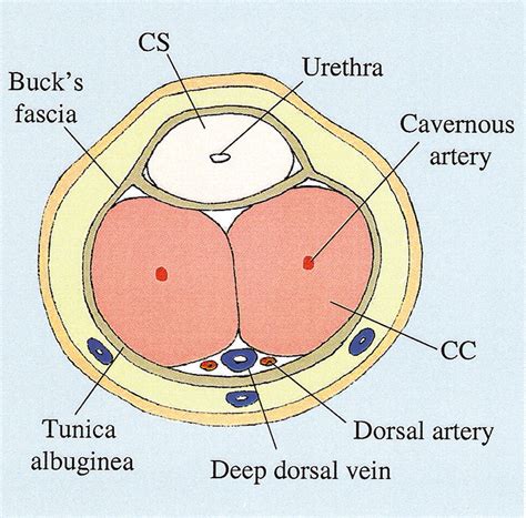 Penile Trauma 